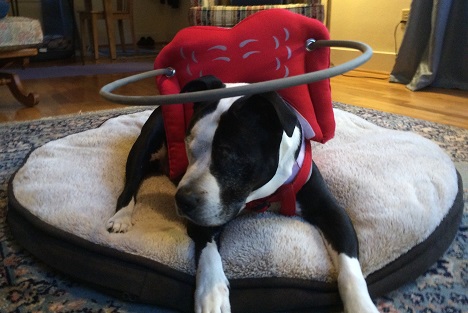 Loki in her "Muffin's Halo"