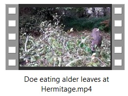 Doe eating alder leaves